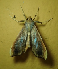 Anarmodia