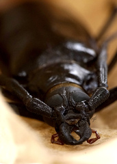 Derobrachus geminatus