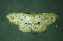Cosymbiini