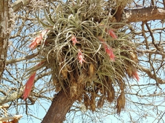 Tillandsia erubescens