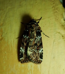 Hampsonodes