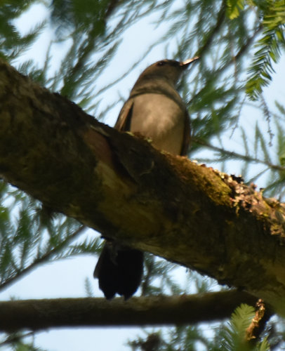 Gray Catbird photographed in Florida