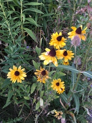 Rudbeckia hirta