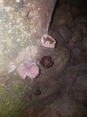Fungi
