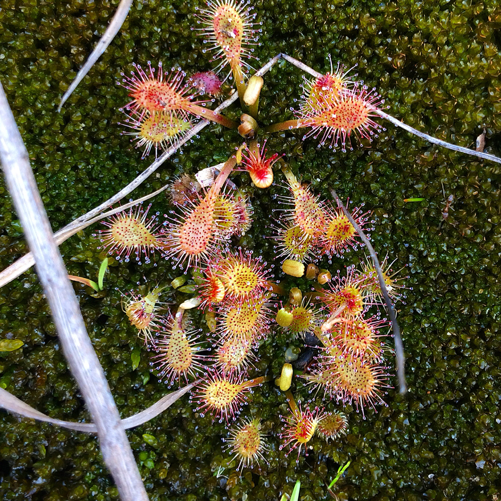 Drosera viridis