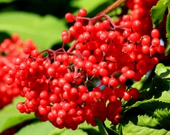 Sambucus kamtschatica