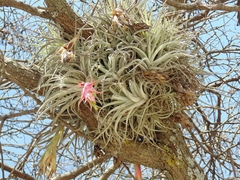 Tillandsia erubescens