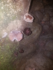 Fungi