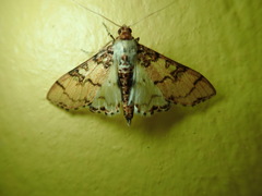 Azochis