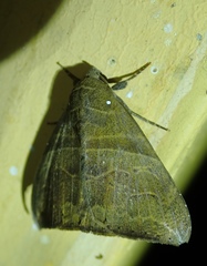 Bastilla
