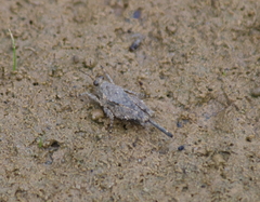 Paratettix cucullatus