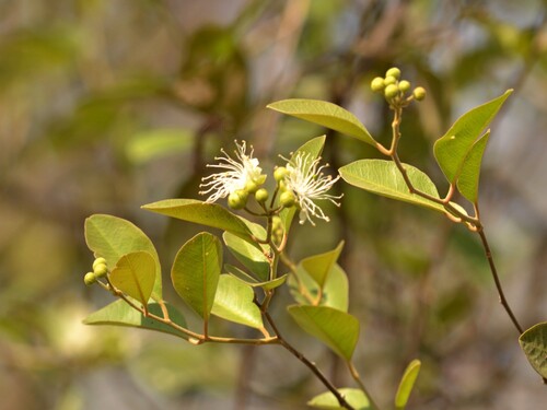 Capparis grandis (Capparis grandis)