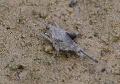 Paratettix cucullatus