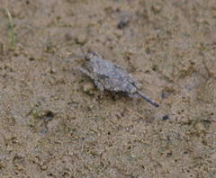 Paratettix cucullatus