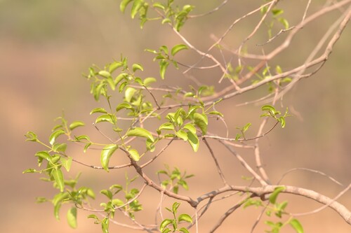 Ceylon-tea (Elaeodendron glaucum)