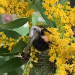 Bombus impatiens
