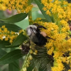 Bombus impatiens