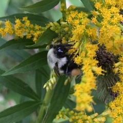 Bombus impatiens