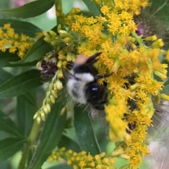 Bombus impatiens