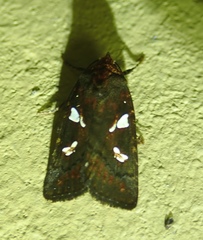 Calymniodes