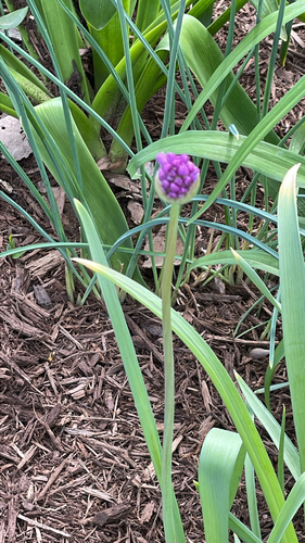 Foto de Allium giganteum é conhecido como "alho-gigante"