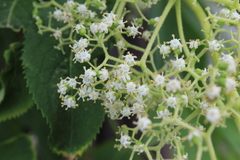 Sambucus kamtschatica