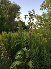 Inula racemosa