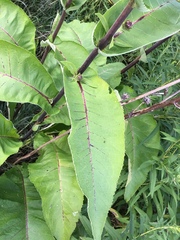 Inula racemosa