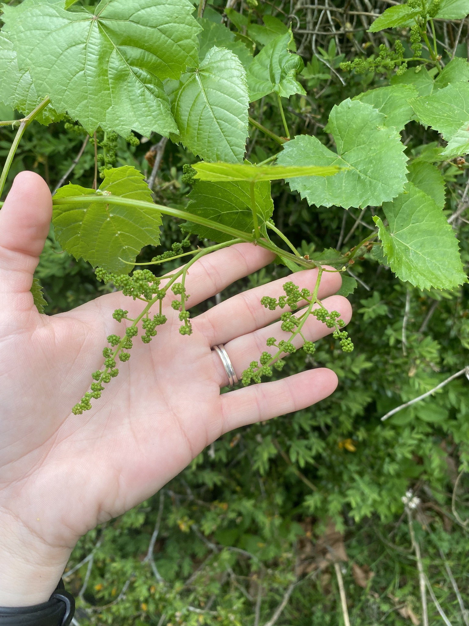 Imagem de Uva-do-mato