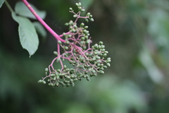 Sambucus kamtschatica