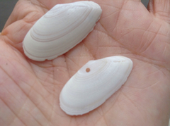 Megangulus bodegensis