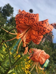 Lilium lancifolium