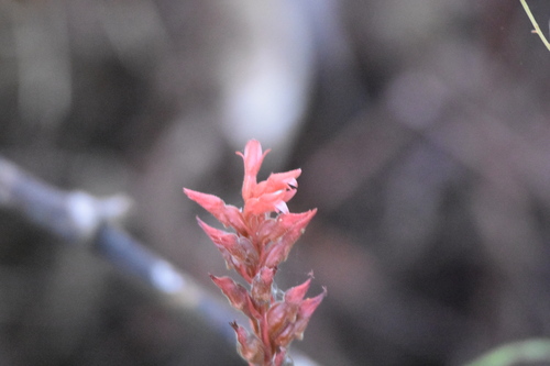 Image of Sacoila lanceolata by (c) Robbie, some rights reserved (CC BY)