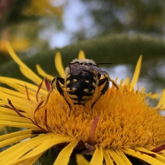 Anthidium manicatum