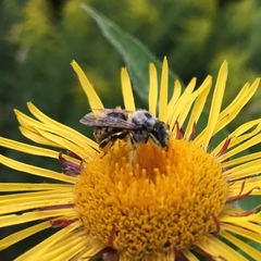 Anthidium manicatum