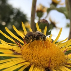 Anthidium manicatum
