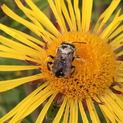 Anthidium manicatum