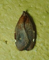 Gonionota