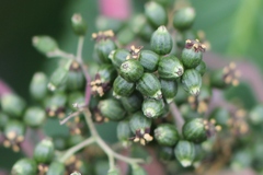 Sambucus kamtschatica