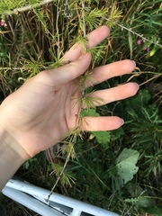Larix laricina