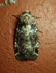 Hampsonodes