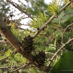 Larix laricina
