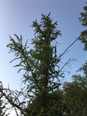 Larix laricina