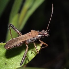 Alydus pilosulus