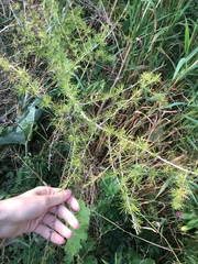 Larix laricina
