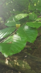 Fagus sylvatica