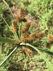 Cyperus ligularis image