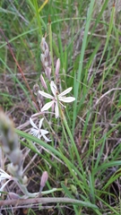Trachyandra filiformis