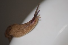 Ariophantidae