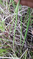 Trachyandra filiformis